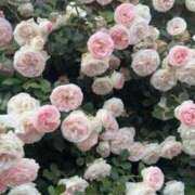 藤川【ふじかわ】 明日もいます🙂 ★無料オプション多数★成田若妻即即サークル【日本人専門店】