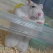 ヒメ日記 2026/01/28 12:00 投稿 あられ abc＋