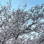 ヒメ日記 2026/04/10 13:14 投稿 黒宮芽愛 五十路マダムエクスプレス横浜店（カサブランカグループ）