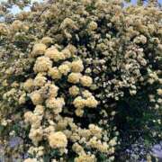 ヒメ日記 2026/04/15 18:24 投稿 黒宮芽愛 五十路マダムエクスプレス横浜店（カサブランカグループ）