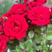 ヒメ日記 2026/05/09 14:38 投稿 黒宮芽愛 五十路マダムエクスプレス横浜店（カサブランカグループ）