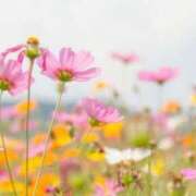 ヒメ日記 2026/02/27 18:49 投稿 相原 なつみ 熟女パラダイス鶯谷店(カサブランカグループ)