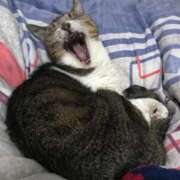 原 明日☆ 熟女の風俗最終章　鶯谷店