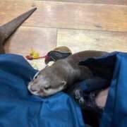 ヒメ日記 2025/11/03 23:53 投稿 深山 すず 制服×コスプレ アオハルスイッチ