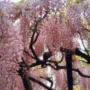 ヒメ日記 2025/06/15 22:52 投稿 なのは 君とふわふわプリンセスin立川