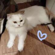 ヒメ日記 2025/07/06 22:33 投稿 なのは 君とふわふわプリンセスin立川