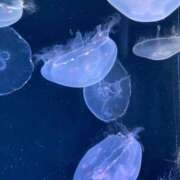 なのは お久しぶりです〜🦭 君とふわふわプリンセスin立川