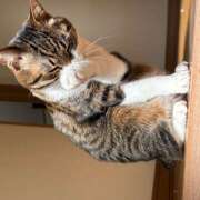 ヒメ日記 2026/02/22 16:29 投稿 みか しゃぼんくらぶ一番館