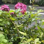 ヒメ日記 2025/06/16 14:29 投稿 ここ 横浜プラチナ（ユメオト）