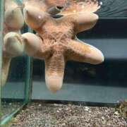 ヒメ日記 2025/08/09 11:48 投稿 アヤ バニーコレクション千葉栄町店