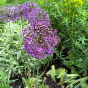 ヒメ日記 2026/02/23 08:29 投稿 さなえ シルクハット