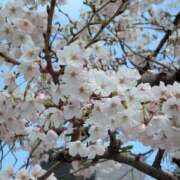 ヒメ日記 2026/04/05 18:05 投稿 木村るみ 多恋人倶楽部