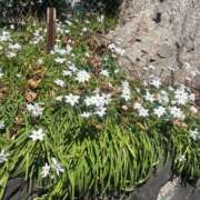 ヒメ日記 2025/06/11 18:11 投稿 ことの セレブコレクション赤坂