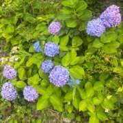 ヒメ日記 2025/06/17 10:43 投稿 ことの セレブコレクション赤坂