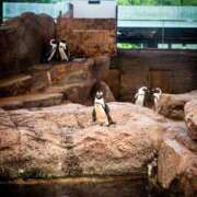 ヒメ日記 2025/10/31 02:28 投稿 さゆり 上野ハイブリッドマッサージ