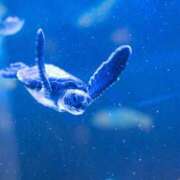 ヒメ日記 2026/01/22 11:31 投稿 さゆり 上野ハイブリッドマッサージ