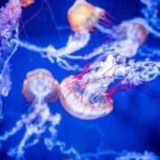 ヒメ日記 2025/10/13 00:18 投稿 さゆり 品川ハイブリッドマッサージ