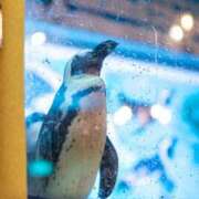 ヒメ日記 2026/03/12 21:28 投稿 さゆり 品川ハイブリッドマッサージ