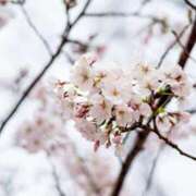 ヒメ日記 2026/04/03 11:38 投稿 さゆり 品川ハイブリッドマッサージ