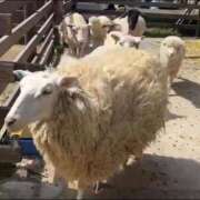 つむぎ 今日もありがとう☺️ 素人系イメージSOAP彼女感大宮館