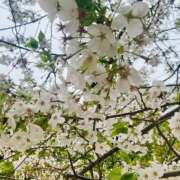 ヒメ日記 2026/04/08 13:18 投稿 美優（みゆ） PLUS十三店