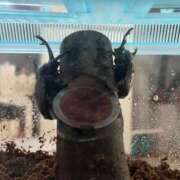 ヒメ日記 2025/08/01 15:52 投稿 ねね セレブクエスト－Iwaki－