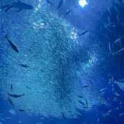 ヒメ日記 2025/08/04 21:52 投稿 ねね セレブクエスト－Iwaki－