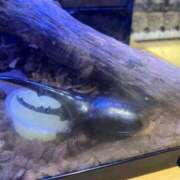 ヒメ日記 2025/08/07 22:22 投稿 ねね セレブクエスト－Iwaki－