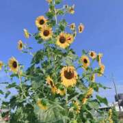 ヒメ日記 2025/08/16 16:42 投稿 ねね セレブクエスト－Iwaki－