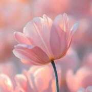 ヒメ日記 2025/06/14 12:00 投稿 佐藤華 越谷デリヘル エトワ