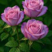 ヒメ日記 2025/06/14 21:35 投稿 佐藤華 越谷デリヘル エトワ