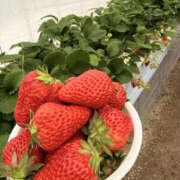 ヒメ日記 2026/02/08 22:11 投稿 りあな バッドカンパニー土浦店