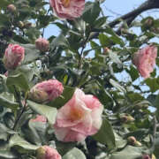 ヒメ日記 2026/03/23 08:58 投稿 りあな バッドカンパニー土浦店