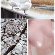 ヒメ日記 2026/03/28 10:03 投稿 あさ美 モアグループ南越谷人妻花壇