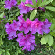 ヒメ日記 2025/06/08 19:54 投稿 星野はづき セカンドパートナー