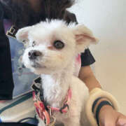 ヒメ日記 2025/07/22 09:35 投稿 星野はづき セカンドパートナー