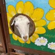 ヒメ日記 2025/11/11 05:29 投稿 かすみ デリバリーヘルス熊本インターちゃんこ