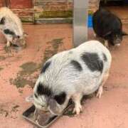 ヒメ日記 2025/11/12 19:39 投稿 かすみ デリバリーヘルス熊本インターちゃんこ