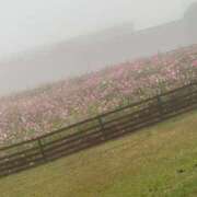 ヒメ日記 2025/11/26 06:19 投稿 かすみ デリバリーヘルス熊本インターちゃんこ