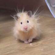 れん 大丈夫ですか？ 姫コレクション 高崎前橋店