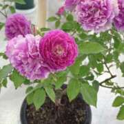 ヒメ日記 2025/06/13 22:00 投稿 白川ゆりこ 五十路マダム 新潟店(カサブランカグループ)