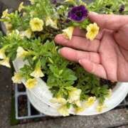 ヒメ日記 2025/06/15 11:28 投稿 白川ゆりこ 五十路マダム 新潟店(カサブランカグループ)