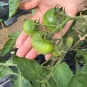 ヒメ日記 2025/06/16 09:28 投稿 白川ゆりこ 五十路マダム 新潟店(カサブランカグループ)