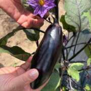 ヒメ日記 2025/06/19 09:44 投稿 白川ゆりこ 五十路マダム 新潟店(カサブランカグループ)