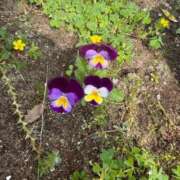 ヒメ日記 2025/06/21 09:12 投稿 白川ゆりこ 五十路マダム 新潟店(カサブランカグループ)