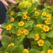 ヒメ日記 2025/07/05 14:08 投稿 白川ゆりこ 五十路マダム 新潟店(カサブランカグループ)