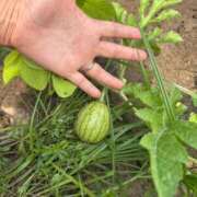 ヒメ日記 2025/07/06 11:08 投稿 白川ゆりこ 五十路マダム 新潟店(カサブランカグループ)