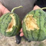 ヒメ日記 2025/07/11 09:38 投稿 白川ゆりこ 五十路マダム 新潟店(カサブランカグループ)