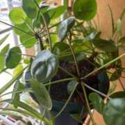 ヒメ日記 2025/09/18 10:08 投稿 白川ゆりこ 五十路マダム 新潟店(カサブランカグループ)