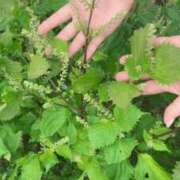 ヒメ日記 2025/10/03 15:10 投稿 白川ゆりこ 五十路マダム 新潟店(カサブランカグループ)